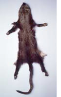 Skin of Pacific Fisher from Yosemite Museum collection Skin of Pacific Fisher from Yosemite Museum collection