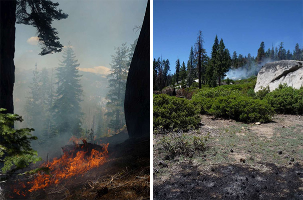 Forbidden Fire Forbidden Fire