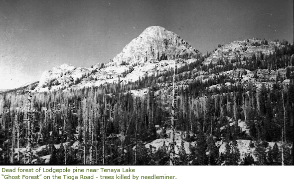 Ghost forest along Tioga Road near Tenaya Lake Ghost forest along Tioga Road near Tenaya Lake