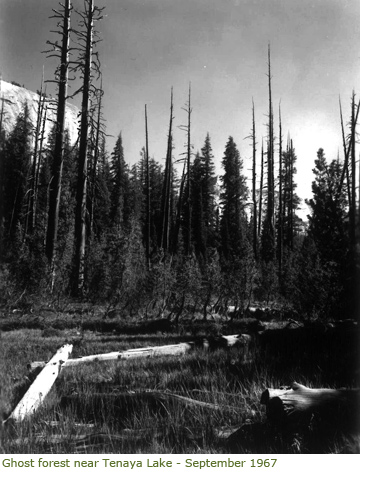 Ghost Forest near Tenaya Lake in September 1967 Ghost Forest near Tenaya Lake in September 1967
