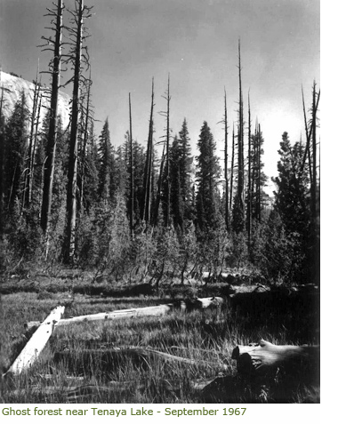 Ghost Forest near Tenaya Lake in September 1967