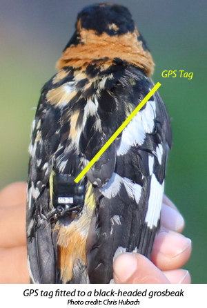 GPS tag fitted to a black-headed grosbeak GPS tag fitted to a black-headed grosbeak