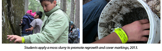 graffitti-blog-2 Students apply a moss slurry to promote regrowth and cover markings, 2013.
