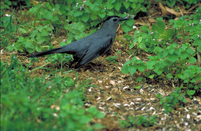 Gray catbird on the ground.