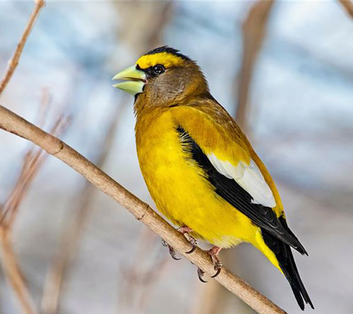 Stock photo of an evening grosbeak on a branch. Stock photo of an evening grosbeak on a branch.