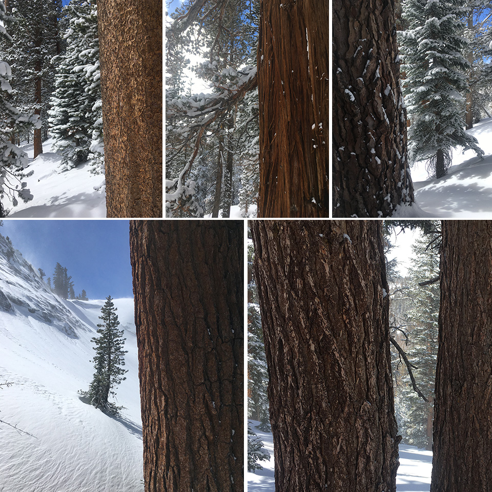 Five images showing different tree species that grow in the high country. Five images showing different tree species that grow in the high country.