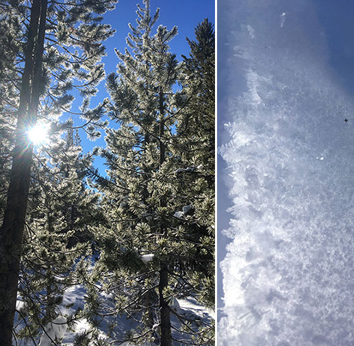 Left image: hoar frost clings to pine needles; Right image: hoar frost on the morning snow surface 