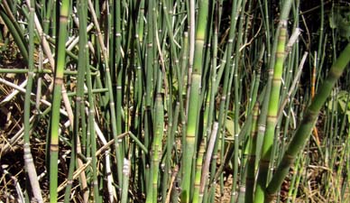 Close-up image of horsetail