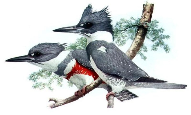 Illustration of belted kingfisher Illustration of belted kingfisher