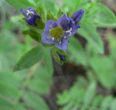 Jacobs Ladder