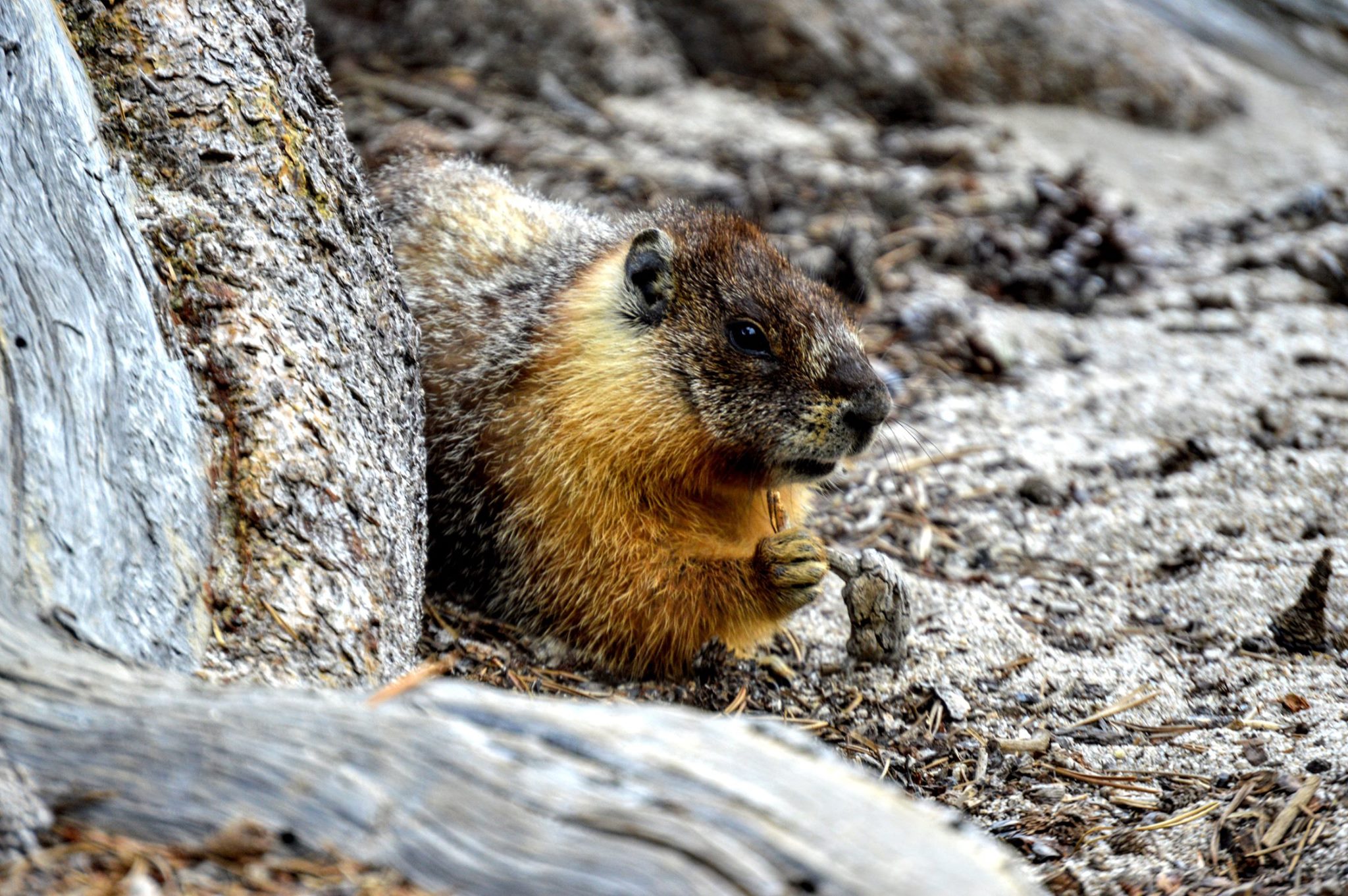 marmot Yellow-bellied marmot