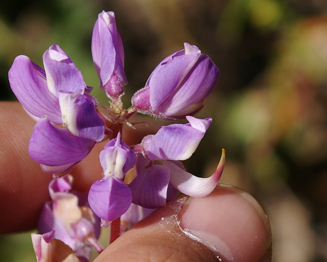 Lupine