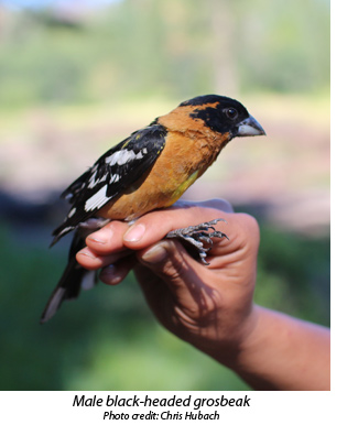 Male black-headed grosbeak perched on person's hand