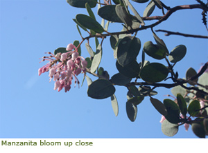 Up close image of manzanita bloom Up close image of manzanita bloom