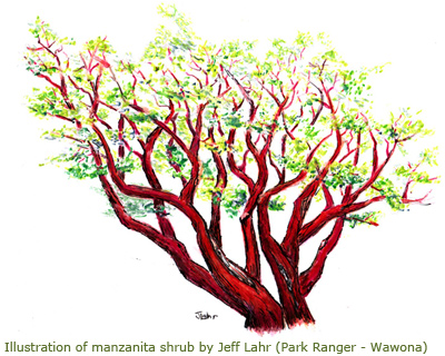 Illustration of manzanita Illustration of manzanita