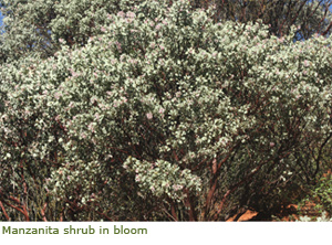 Flowering manzanita shrub Flowering manzanita shrub
