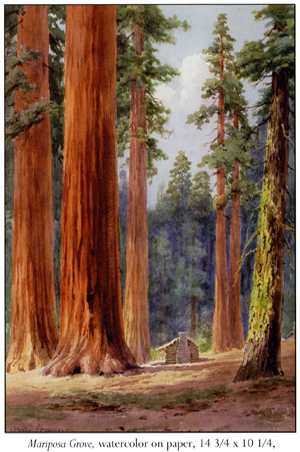 Painting of the Mariposa Grove - watercolor on paper Painting of the Mariposa Grove - watercolor on paper