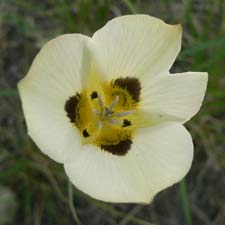 Sub-alpine Mariposa Lily