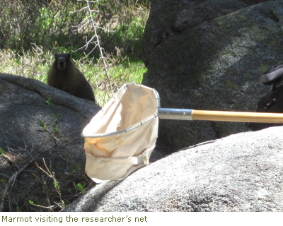 Marmot visiting the researcher's net