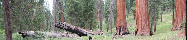 Giant sequoias in the Mariposa Grove