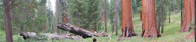 Giant sequoias in the Mariposa Grove