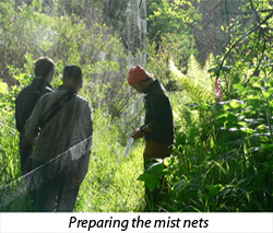 Spreading the mist nets for bird banding Spreading the mist nets for bird banding