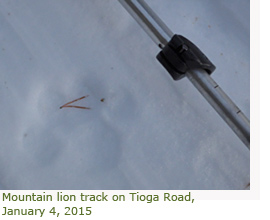 Mountain lion track in snow on Tioga Road, January 4, 2015