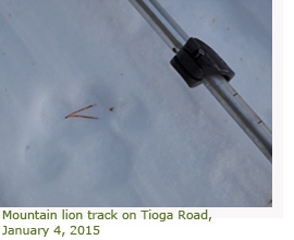 Mountain lion track in snow on Tioga Road, January 4, 2015 Mountain lion track in snow on Tioga Road, January 4, 2015