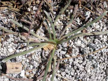 Mousetail Ivesia Leaves