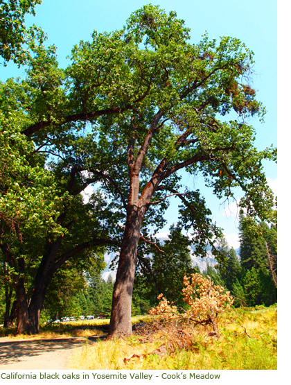 Black oak tree in Yosemite Valley's Cook's Meadow