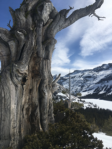 Old juniper overlooking Tenaya Lake