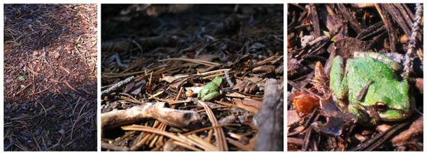 Three photos of a Pacific tree frog Three photos of a Pacific tree frog