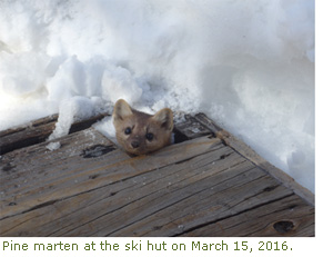 Pine marten peeking his head out at the ski hut Pine marten peeking his head out at the ski hut