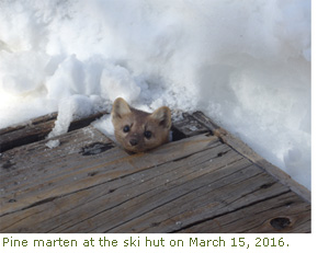 Pine marten peeking his head out at the ski hut