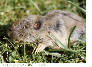 Pocket gopher Pocket gopher