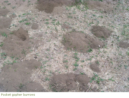 Pocket gopher burrows