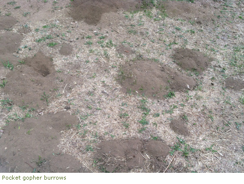 Pocket gopher burrows Pocket gopher burrows