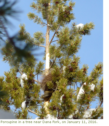 Porcupine up in a tree