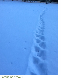 Porcupine tracks in snow