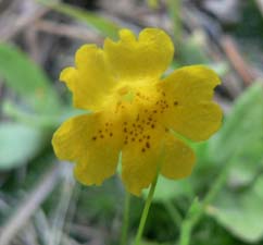 Primrose Monkeyflower