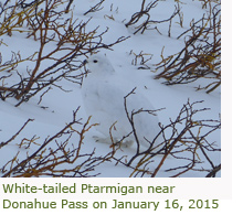 White-tailed Ptarmigan near Donahue Pass on January 16, 2015 White-tailed Ptarmigan near Donahue Pass on January 16, 2015