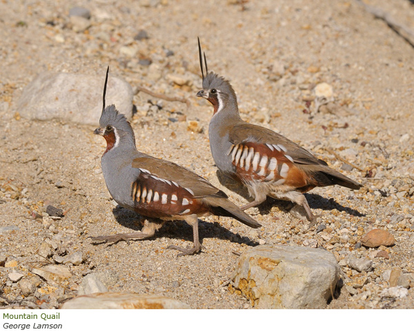 Mountain Quail