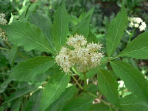 Red Elderberry