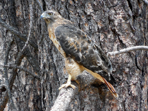 Red-tailed hawk perched on a tree branch in Yosemite Valley.