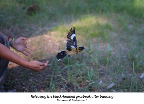 Releasing a black-headed grosbeak after banding Releasing a black-headed grosbeak after banding