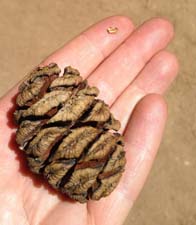 Sequoia cone and seed Sequoia cone and seed