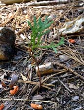 Sequoia sprout Sequoia sprout