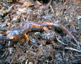 Sierra Ensatina (salamander)