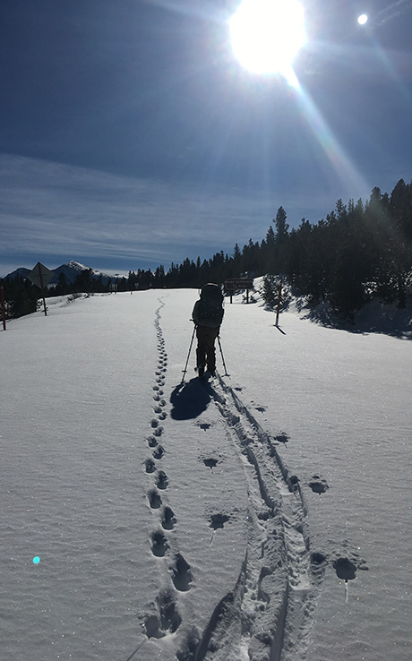 Winter ranger on skiis following coyote tracks on December 11, 2018