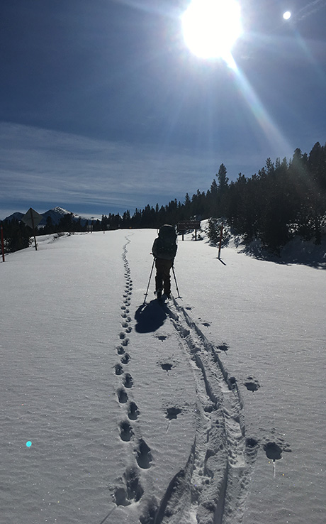 Winter ranger on skiis following coyote tracks on December 11, 2018 Winter ranger on skiis following coyote tracks on December 11, 2018